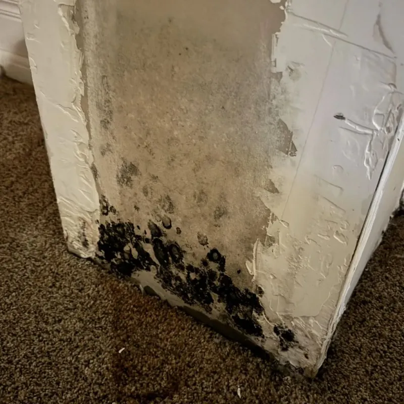 Professional Mold Removal in Annapolis, MD